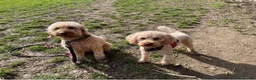 Mixed Breed dogs for adoption: ❤️RUBY❤️ 5yo Cockapoo: NOT AN EASY, BUT SO LOVING  in Stoke-on-Trent - Advert 18