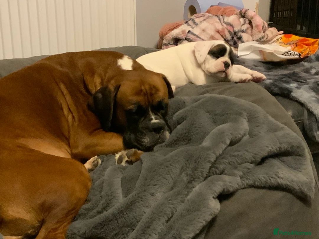 Boxer dogs for sale: Stunning White boy. - Advert 3