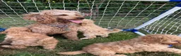 Cavapoo dogs for sale: Cavapoo fantastic! Playful beautiful puppies  - Advert 1