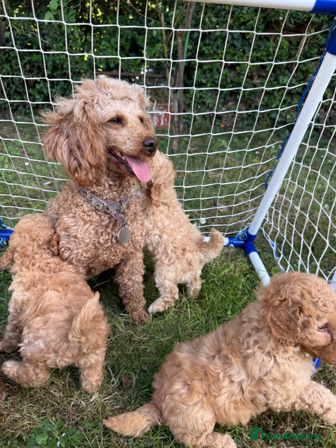 Cavapoo dogs for sale: Cavapoo fantastic! Playful beautiful puppies  - Advert 1