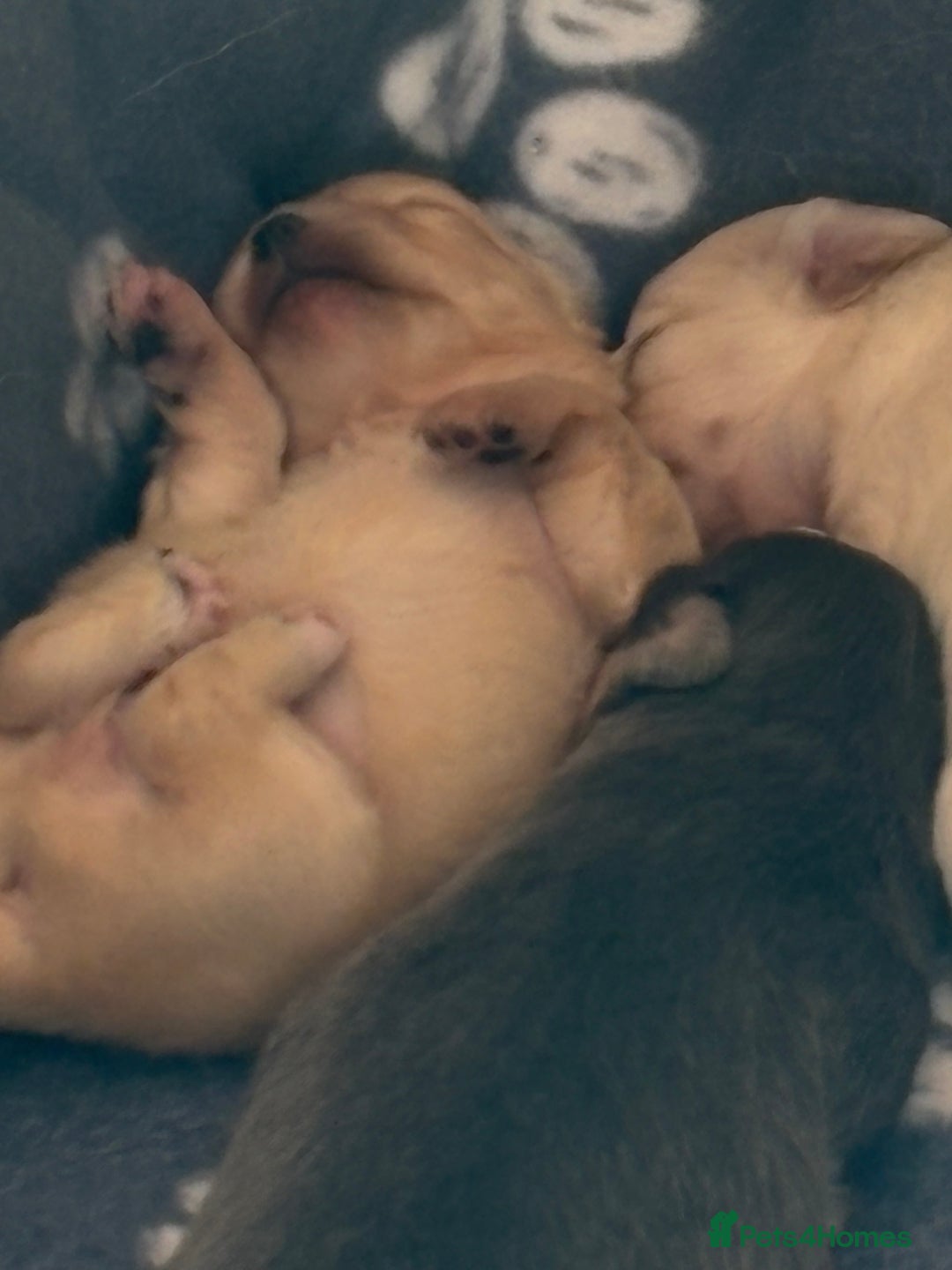 Chihuahua dogs for sale: Long coat chihuahua pups - Image 5