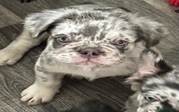 French Bulldog dogs for sale: Reduced🔥🐾Ready Now🔥🐾Fluffy French bulldogs🔥🐾 in Rotherham - Image 27