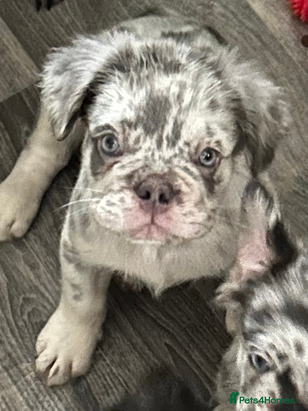 French Bulldog dogs for sale: Reduced🔥🐾Ready Now🔥🐾Fluffy French bulldogs🔥🐾 in Rotherham - Image 27