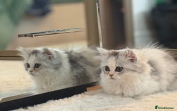 Persian cats for sale: Lovely Persian cats  - Image 30