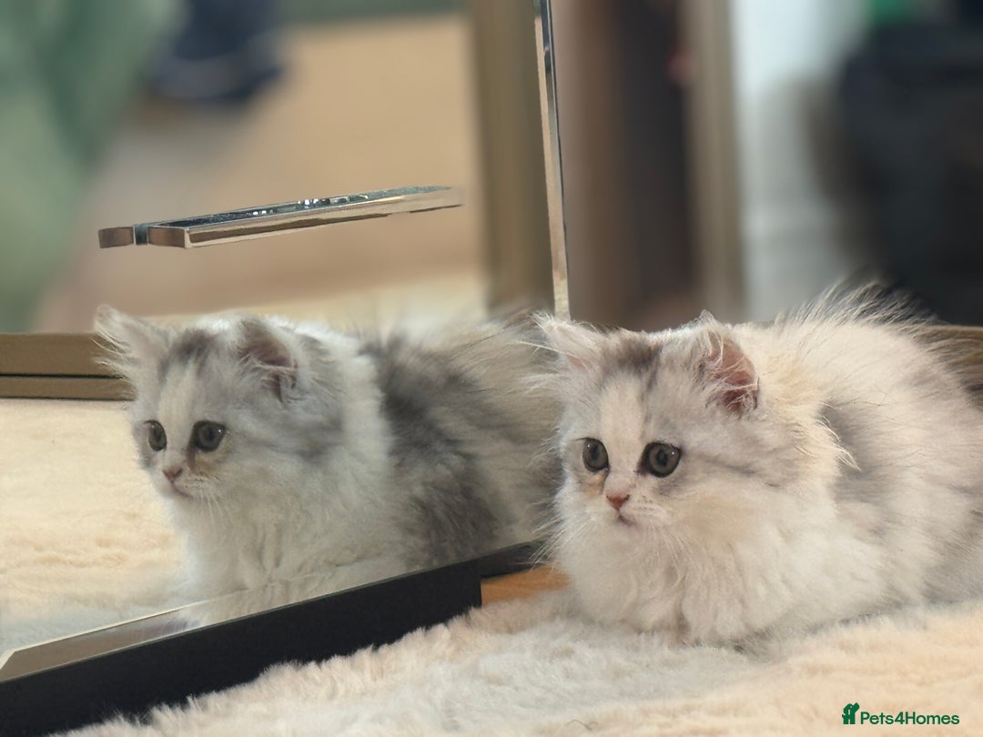 Persian cats for sale: Lovely Persian cats  - Image 30