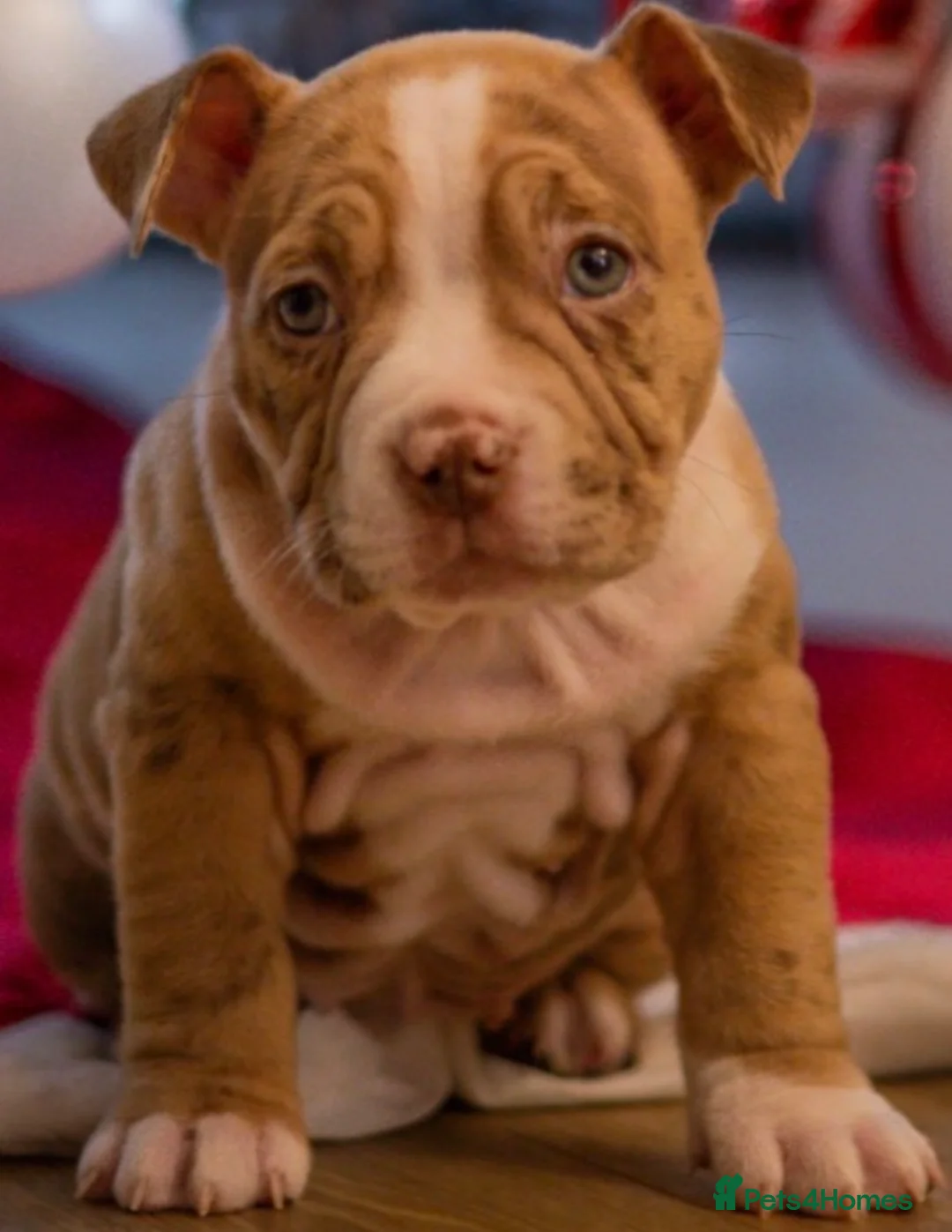 American Bully dogs for sale: American Pocket Bully - Advert 9