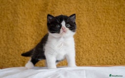 British Shorthair cats for sale: Stunning British Shorthair kittens - rare colours - Image 19