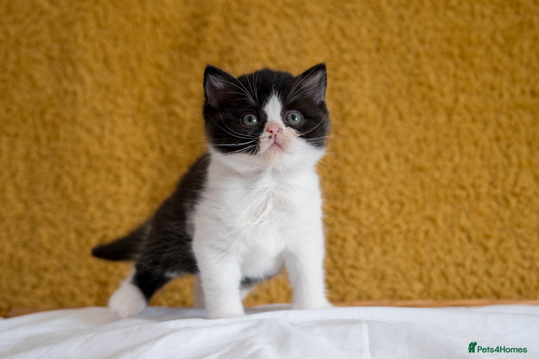 British Shorthair cats for sale: Stunning British Shorthair kittens - rare colours - Image 19