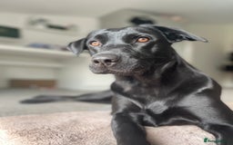 Labrador Retriever dogs for sale: Stunning litter of Labrador puppies for sale!  - Image 9