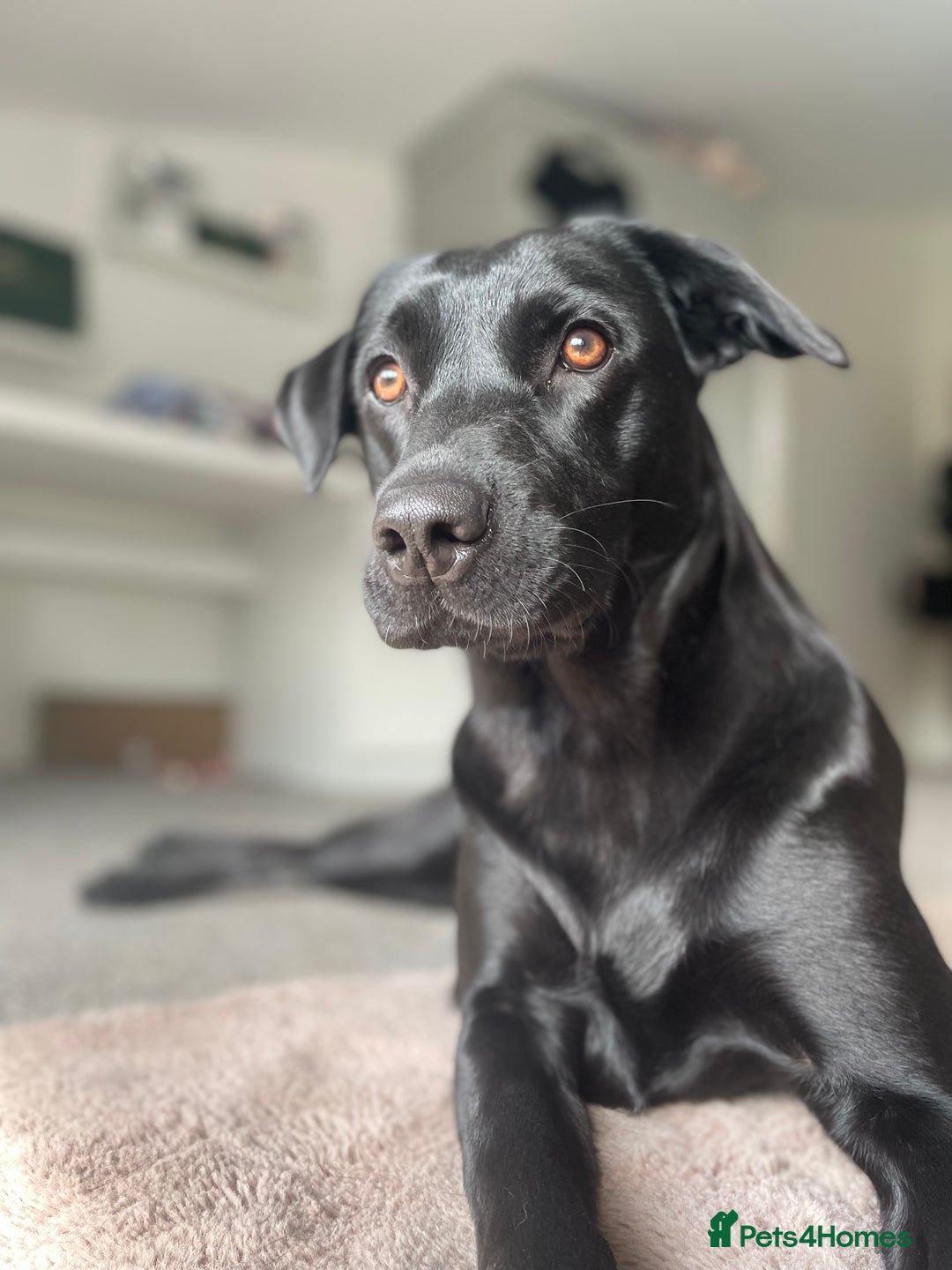 Labrador Retriever dogs for sale: Stunning litter of Labrador puppies for sale!  - Image 9