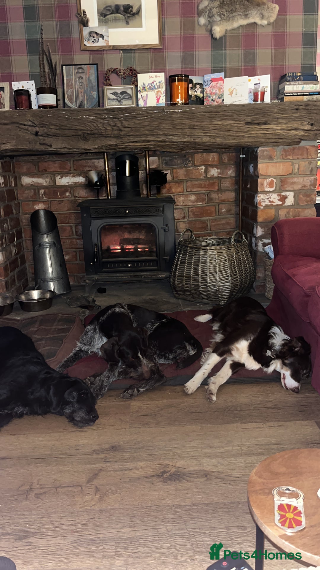 German Wirehaired Pointer dogs for sale: PUPS DUE 25th September  - Image 11