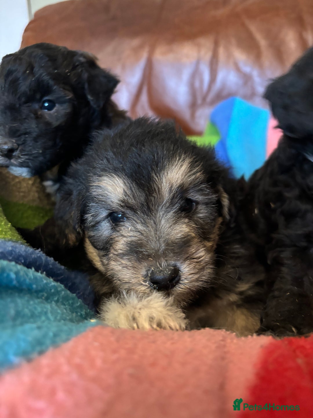 Jackapoo dogs for sale: Jackadoodles - Advert 2