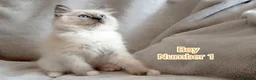 Ragdoll cats for sale: Beautiful Ragdoll Kittens Looking for Loving Homes - Advert 13