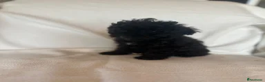 Cockapoo 6