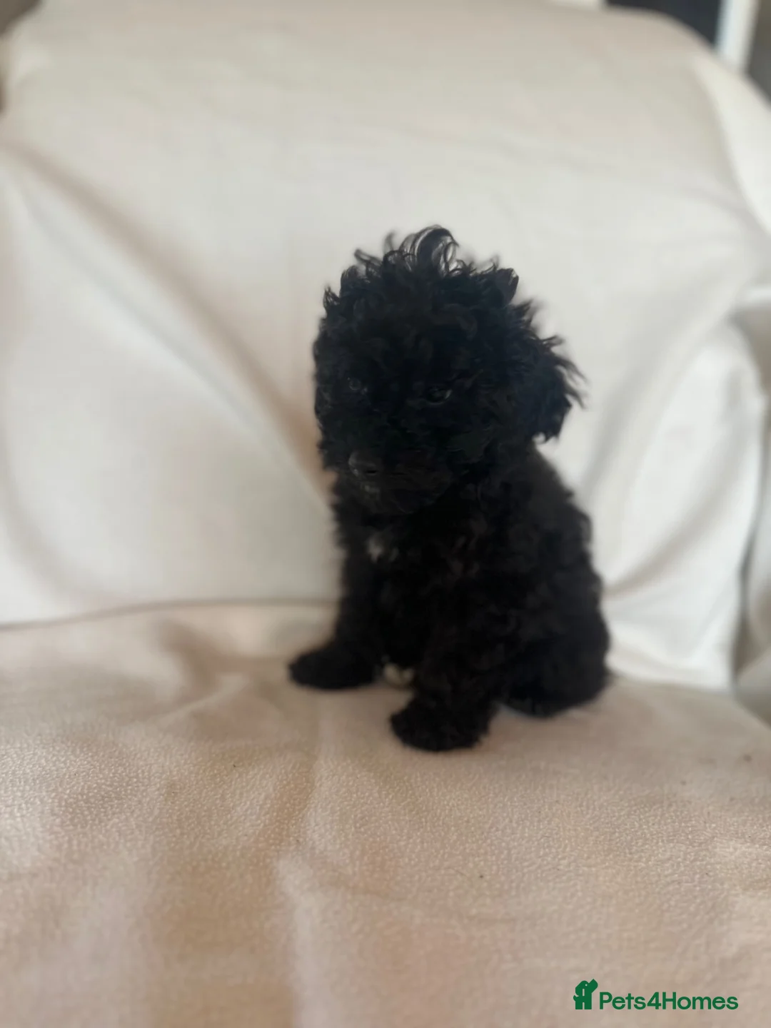 Cockapoo dogs for sale: Beautiful yankydoodles - Advert 7