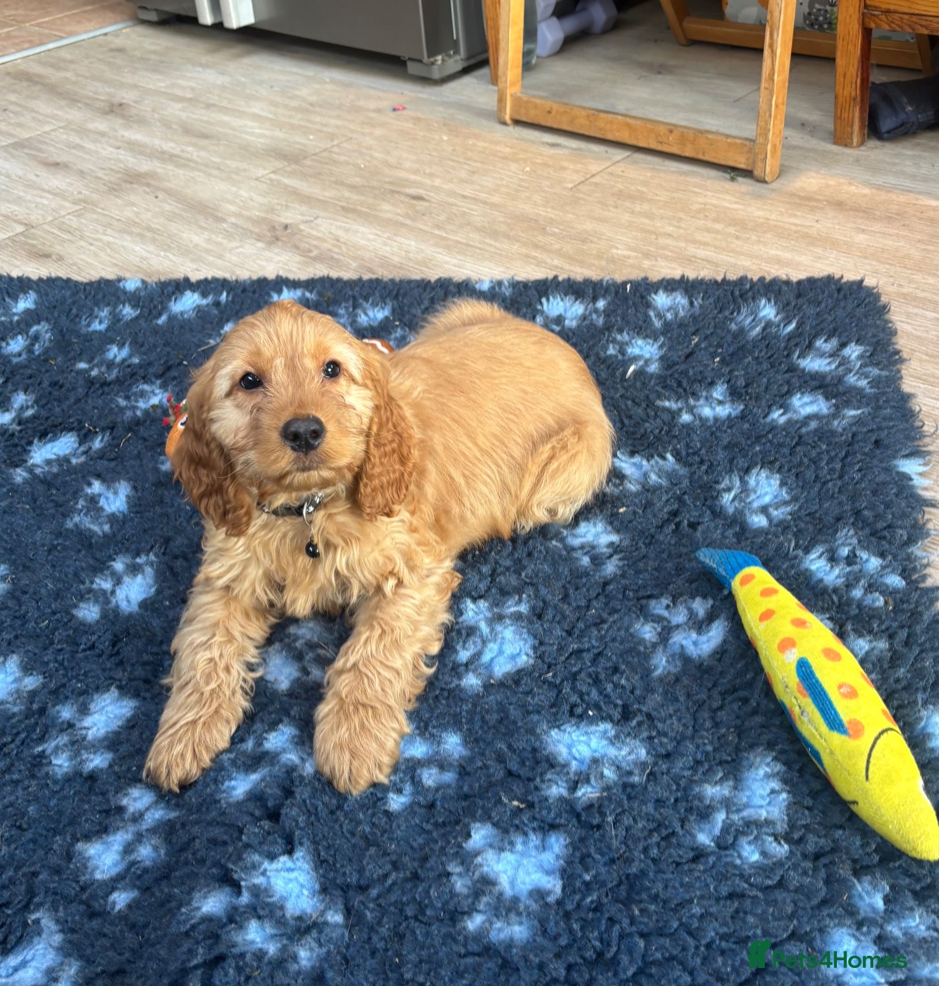 Cockapoo dogs for sale: TOBY 🐶💫 F1 Cockapoo pup. Ready now. - Advert 7