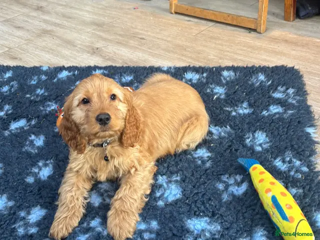 Cockapoo dogs for sale: TOBY 🐶💫 F1 Cockapoo pup. Ready now. - Advert 7