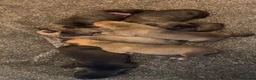 Mixed Breed dogs for sale: Bull greyhound  - Advert 2
