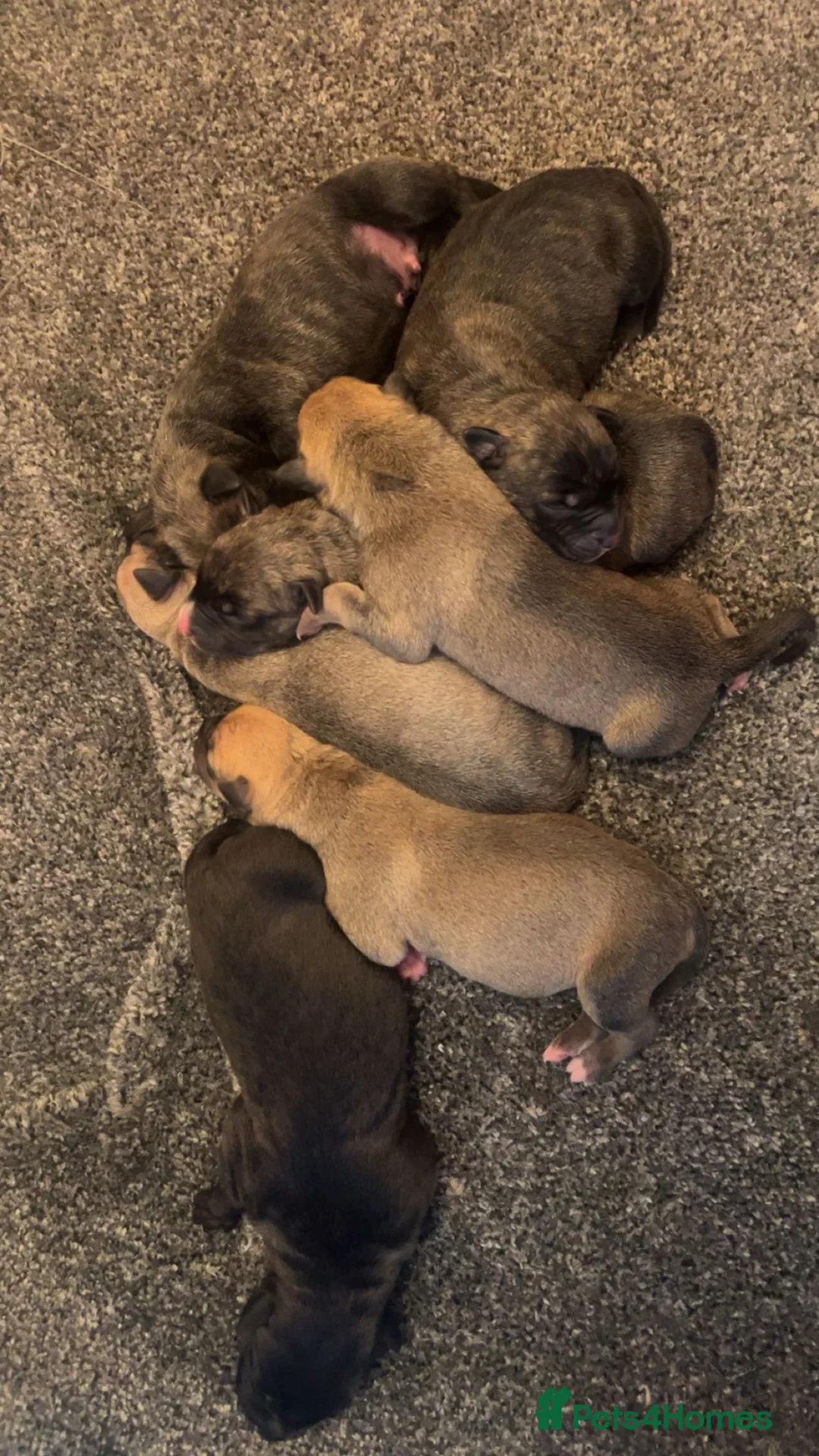 Mixed Breed dogs for sale: Bull greyhound  - Advert 2