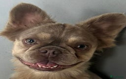 French Bulldog dogs for sale: French bulldog  - Image 2