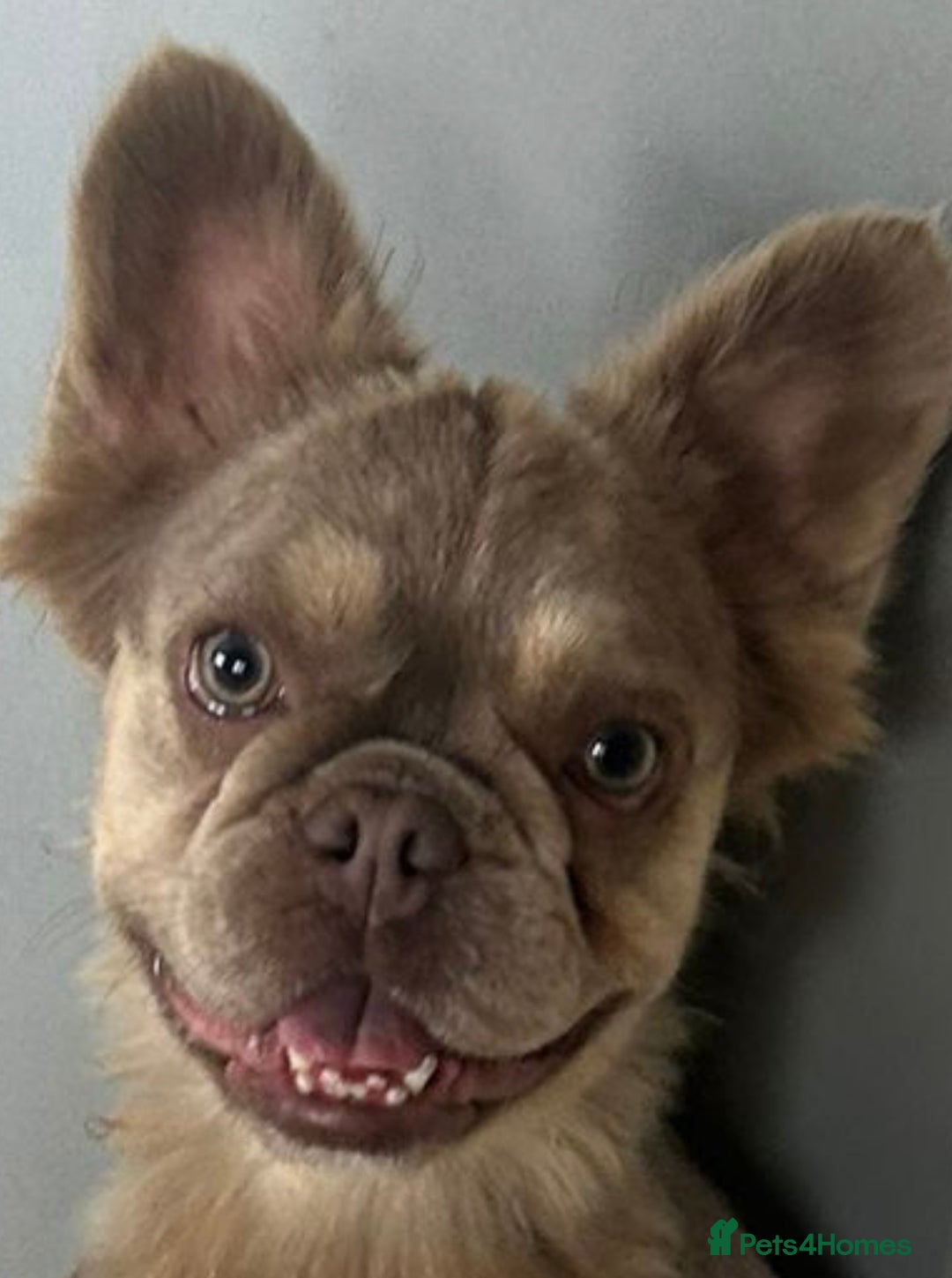 French Bulldog dogs for sale: French bulldog  - Image 2