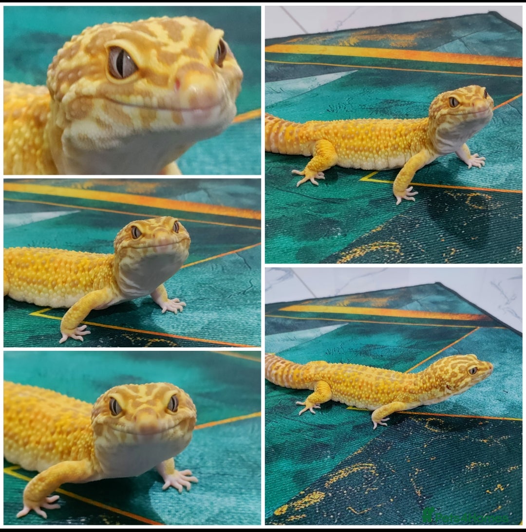 Gecko reptiles for sale: Crested geckos for sale (Read description) in Southall - Image 4