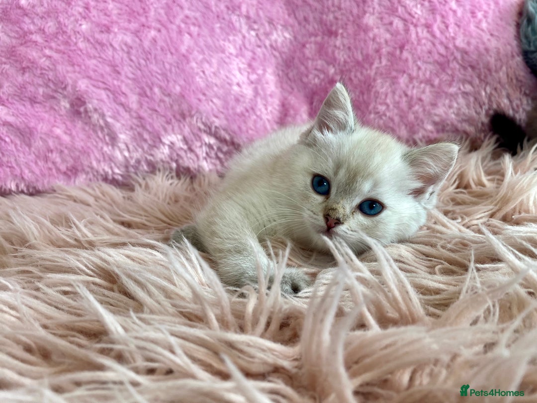 Ragdoll cats for sale: Ragdoll X British  - Advert 14