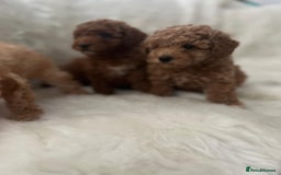 Cavapoo dogs for sale: Mixed litter of adorable cavapoo puppies - Advert 6