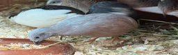 Quail poultry for sale: Chinese Painted, Button Quail hatching eggs ( 6 )  - Advert 8