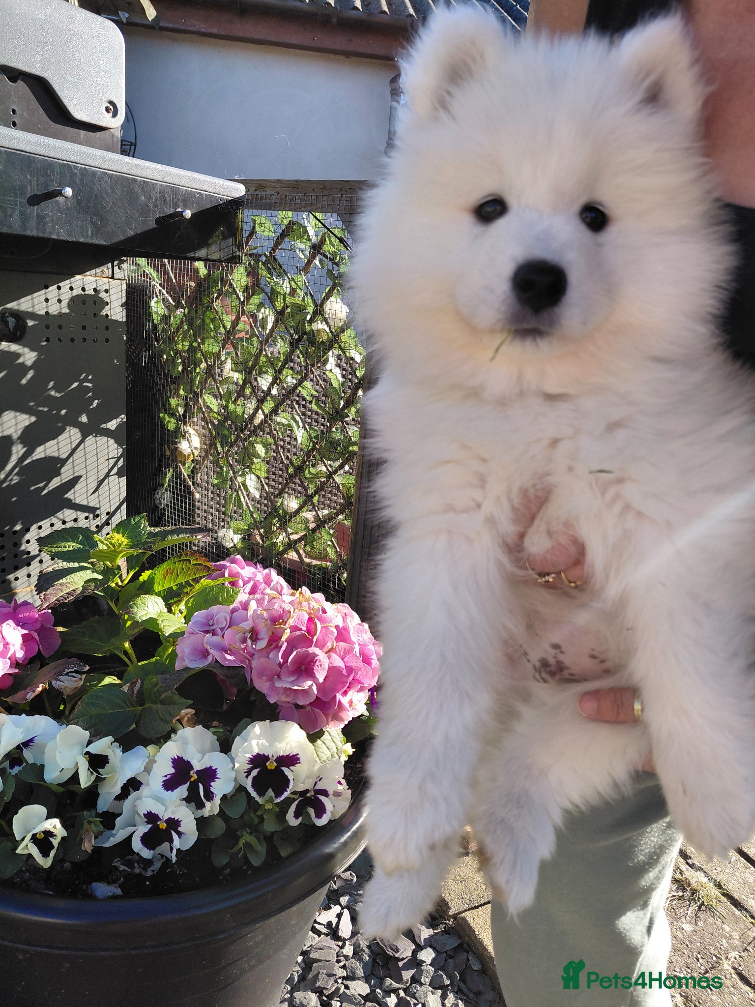 Samoyed dogs BOY REAVAILABLE READY NOW Samoyed pups in Essex - Advert 1