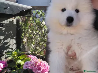 Samoyed dogs BOY REAVAILABLE READY NOW Samoyed pups in Essex - Advert 4