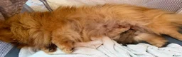 Pomeranian dogs for sale: Kc orange female stunning 3 years - Advert 4
