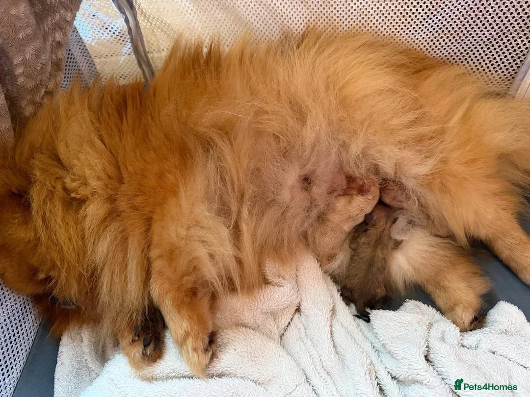 Pomeranian dogs for sale: Kc orange female stunning 3 years - Advert 4
