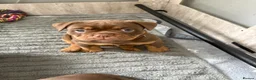 Olde English Bulldogge dogs for sale: 4 beautiful pups ready now  - Advert 8