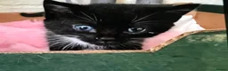 Mixed Breed cats for sale: Adorable 4 kittens  - Advert 10