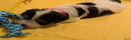 Biewer Terrier dogs for sale: Rare Larger Biewer Terrier Puppies - Advert 11