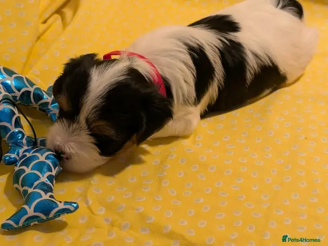 Biewer Terrier dogs for sale: Rare Larger Biewer Terrier Puppies - Advert 2