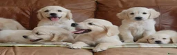 Golden Retriever dogs for sale: Quality Health Tested KC Golden Retrievers - Advert 10