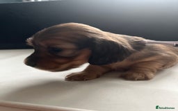 Miniature Dachshund dogs for sale: Family owned miniature longhaired dachshunds - Image 29