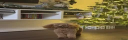 Toy Poodle dogs for stud: toy poodle for stud  - Advert 4