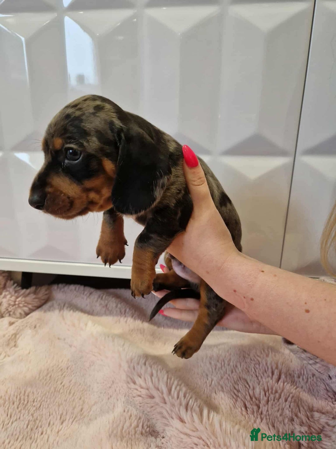 Miniature Dachshund dogs for sale: Only 4 left! Adorable Mini Dachshund Puppies 🐾🐶 - Image 18