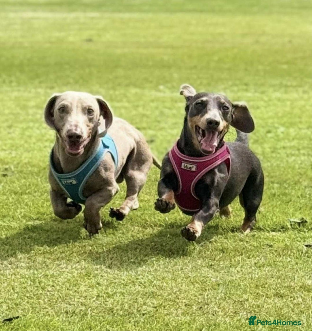 Miniature Dachshund dogs for sale: ❤️Minature Dachshunds for Sale ❤️ - Advert 3