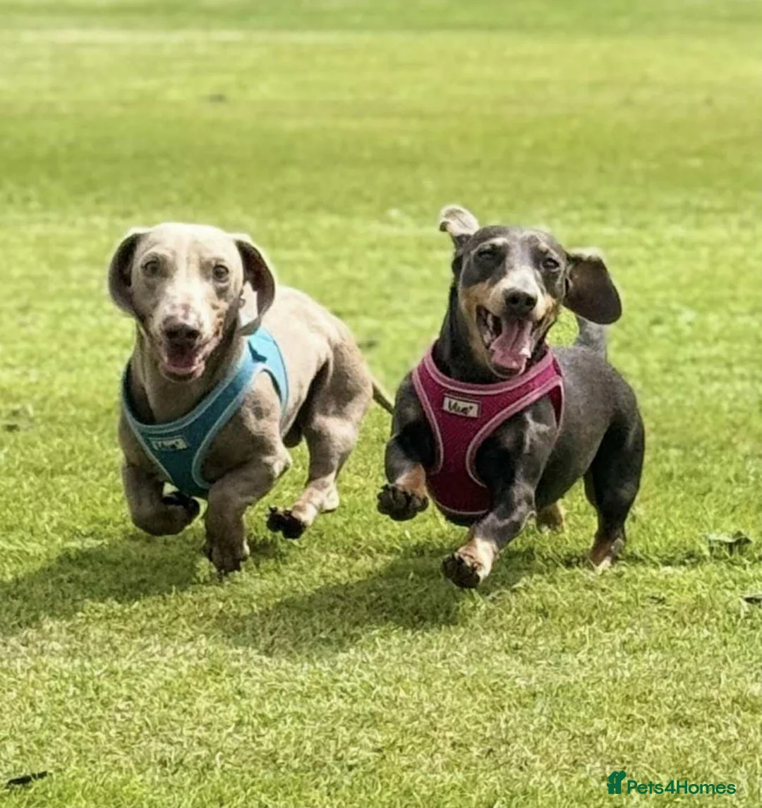 Miniature Dachshund dogs for sale: ❤️Minature Dachshunds for Sale ❤️ - Advert 8