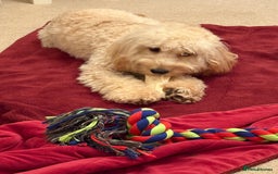 Mixed Breed dogs for sale: Cockapoo 11 months old - Image 3
