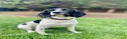 English Springer Spaniel dogs for sale: Gorgeous Working Springer Spaniel Pups! - Advert 22