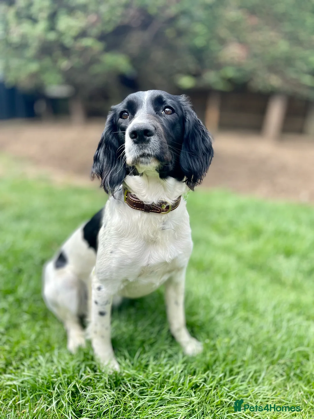 English Springer Spaniel dogs for sale: Gorgeous Working Springer Spaniel Pups! - Advert 22