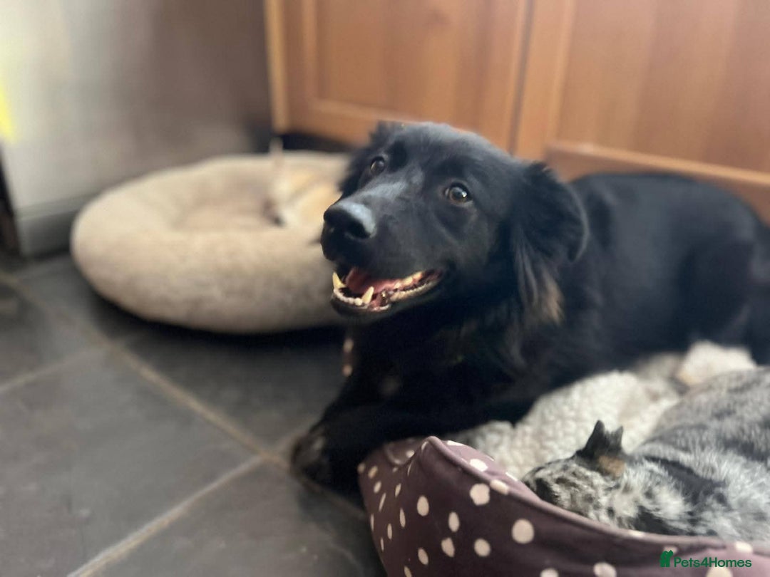 Mixed Breed dogs for adoption: Meet Solana, currently residing in Suffolk - Advert 3