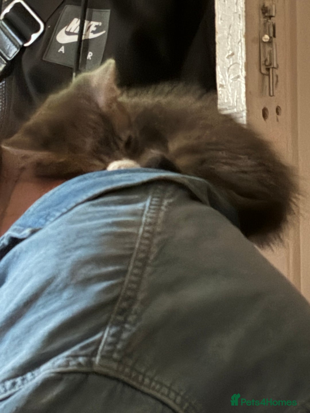 Mixed Breed cats for sale: Half ragdoll girl kittens ready now  - Image 19