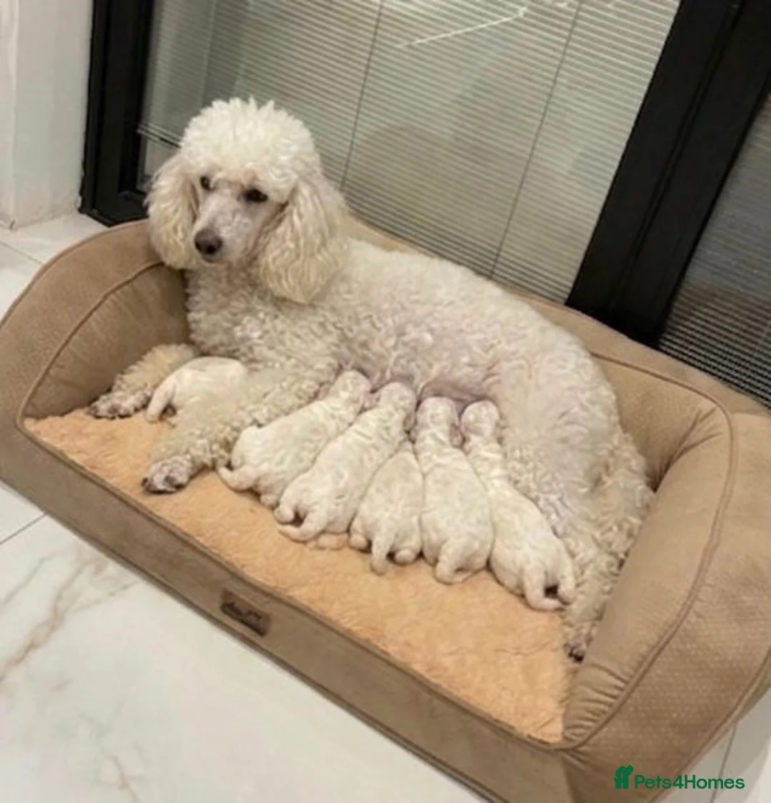 Cockapoo dogs for sale: Cockapoo Puppies  - Advert 9