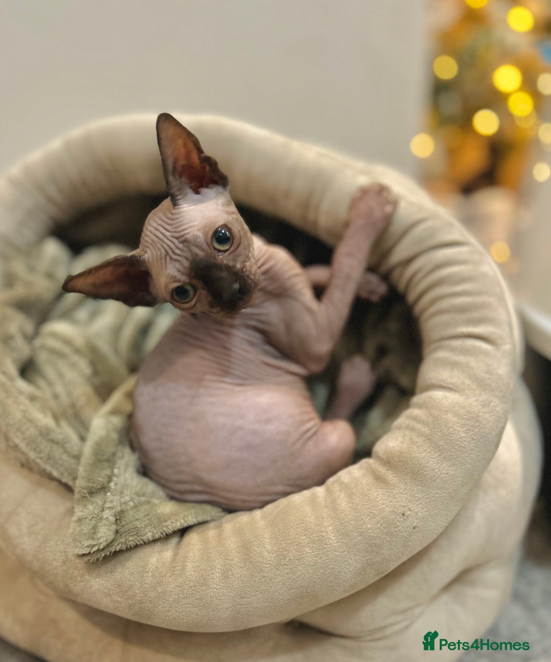 Sphynx cats for sale: Male 12 week old sphyxn - Advert 2